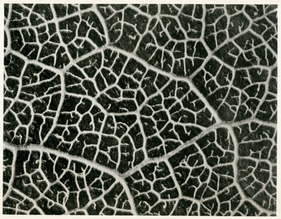 Columbia Blatt by Karl Blossfeldt